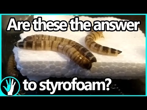 Break down styrofoam in days instead of hundreds of years