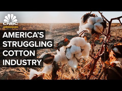 How Drought Cost America’s Cotton Industry Billions