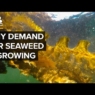 Why Demand For Seaweed Is About To Boom
