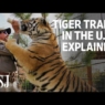 The World Behind ‘Tiger King’: Why There Are So Many Big Cats in the U.S.