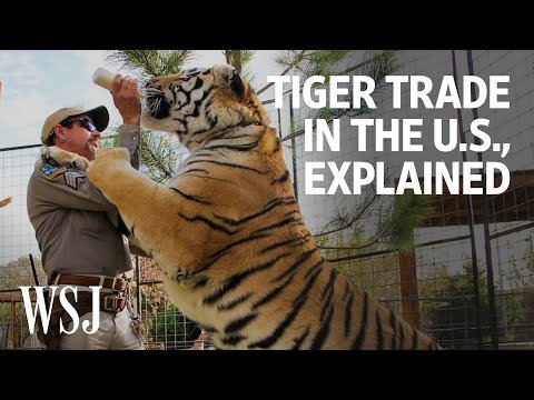 The World Behind ‘Tiger King’: Why There Are So Many Big Cats in the U.S.