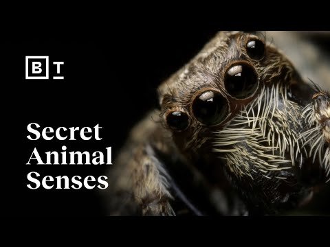 The hidden sensory world of animals