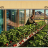 Iceland’s Next Growth Crop: Strawberries, Server Heat and the NVIDIA Connection -( $DE $NVDA )